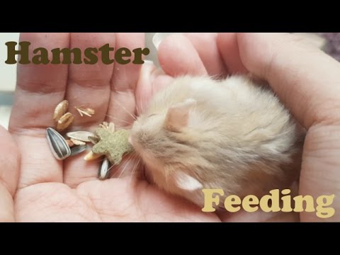 [ASMR] Binaural Hamster Feeding