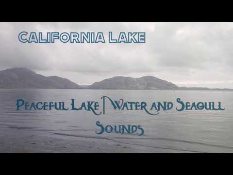 [ASMR] 🌊 Peaceful Lake Sounds | Seagulls & Water Sounds