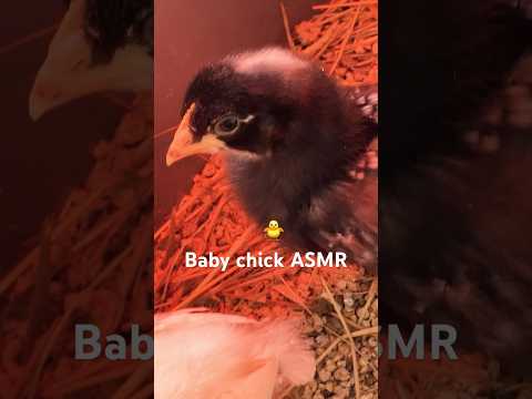 ASMR baby chicks 🐤