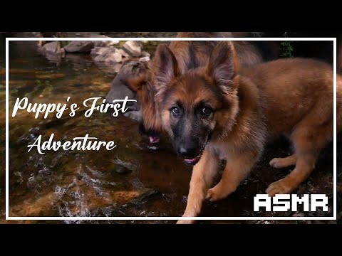 A Puppy's Adventure | ASMR | No Talking w/ Nature Sounds