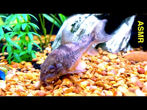 Why Is This Home Aquarium Still Going Strong After All These Years? Very Relaxing ASMR