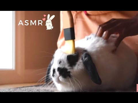 ASMR🐰 Put you sleep with GABY🐰 Scratching, rabbit eating crunchy vegetables