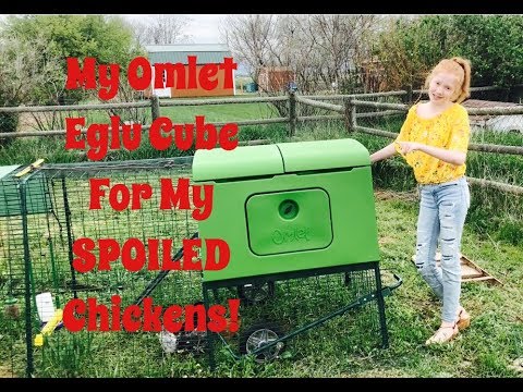 Why My Chickens Are The Happiest Chickens In The World! 🐓🌎