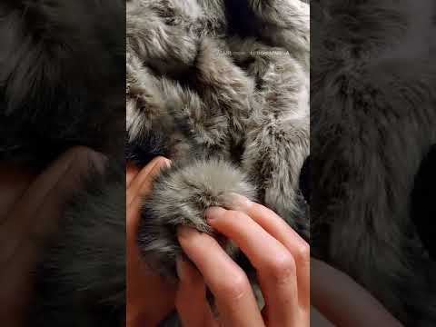 🎧ASMR🎧 comb soft gentle fur relaxing sound for sleep
