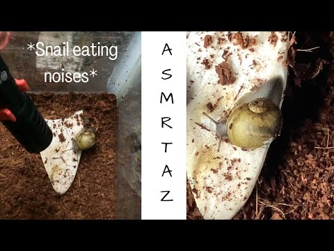 ASMR // snail eating crunching it’s food / satisfying sounds land snail