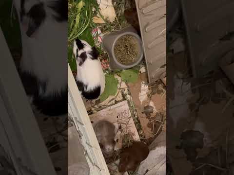 Cute baby Guinea Pig Cavies fight over grass ASMR relaxing cute animal videos