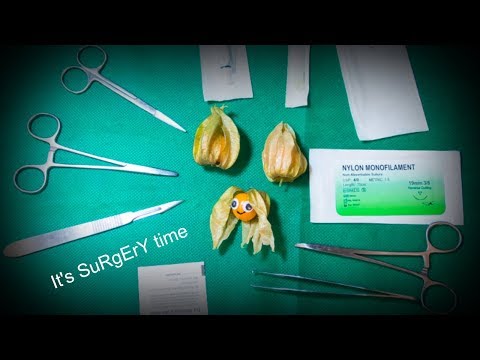 ASMR Surgery On A Physalis