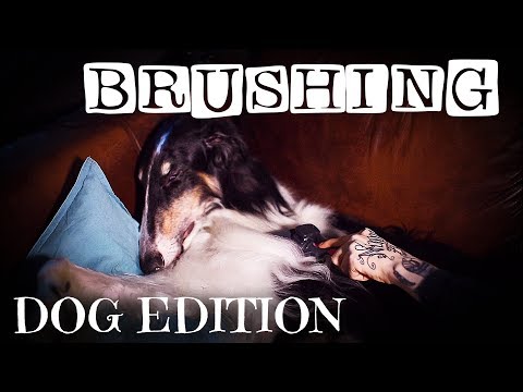 🐶 ASMR - DOG EDITION 🐶 brushing my Russian Wolfhound to sleep