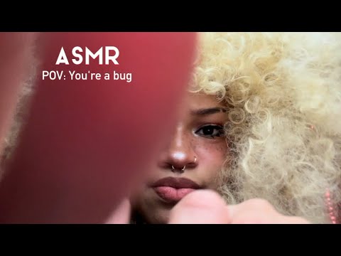 ASMR: Pov: You're a bug, Low-fi, tapping scratching, fast & aggressive, personal attention, punching