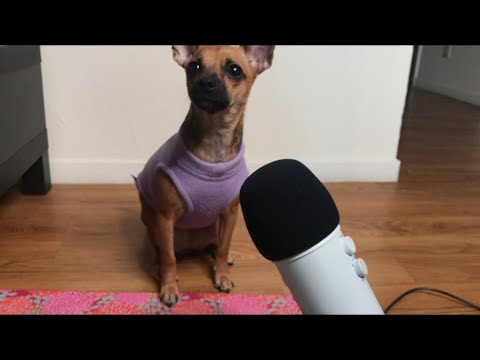 ASMR| PUPPY TRIES TO GIVE YOU ASMR/ Eating Peanut Butter/ Dog Food