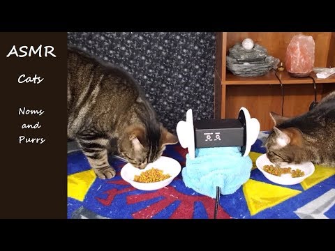ASMR Cats: Noms and Purrs