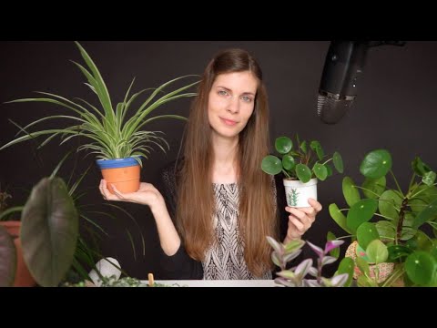 ASMR | planten update 🪴 (onderhoud, tips & weetjes) Vlaams fluisteren