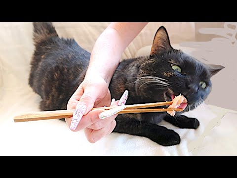 Cat ASMR | Her Very 1st Mukbang