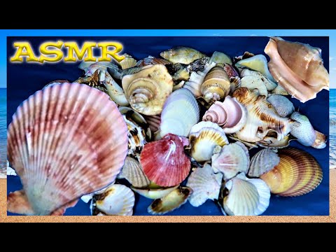 ASMR: Sea Shell Rummaging Sounds ( No Talking, Clicks, Taps)
