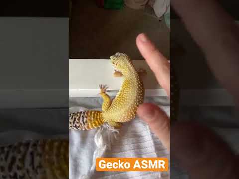 Gecko ASMR