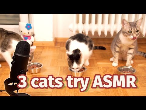3 cats try ASMR 🙀 viral pet MUKBANG 😻