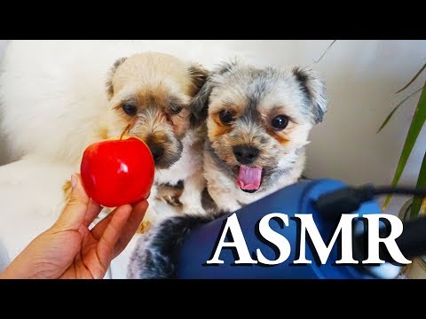 ASMR Dogs Eating  an Apple 🍎 Cachorro Comendo Maça #NOTALKING #Mouthsounds