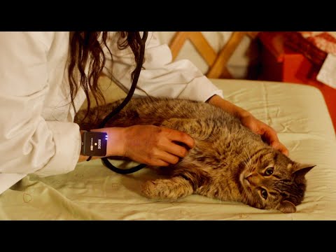 ASMR Head to Tail Examination with Taxi the Cat 🐱(Veterinary Roleplay)