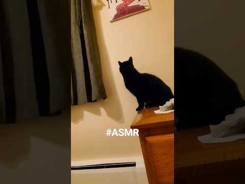 ASMR Funny Cat (Whispered) #shorts