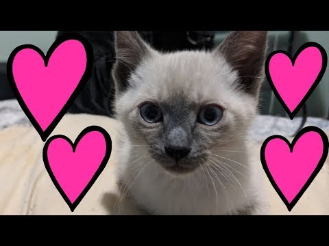Not ASMR! - Kitten Vlog 😺