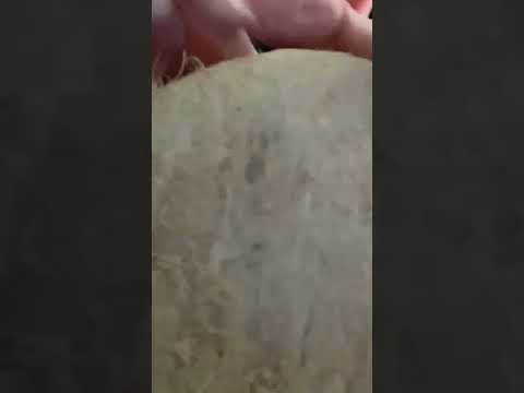 Fast and Aggressive Tapping and Scratching on a coconut