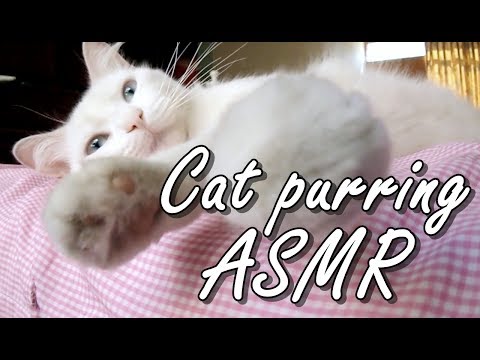 Cat purring ASMR (no talking) | Gata ronroneando ASMR | 푸르르 고양이 ASMR x3 | ASMR VIDEOS