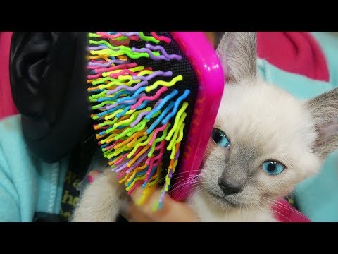 ASMR Hair Brushing No Talking - Cat Fur (3DIO BINAURAL)