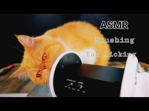 ASMR ไทย🇹🇭 เสียงแมวเลียหู👅 แปรงขน🐈 Cat Grooming Sounds (Brushing & Cat Licking)👂