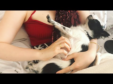 ASMR - Puppy light touch Massage, *He fell asleep 😴 💤