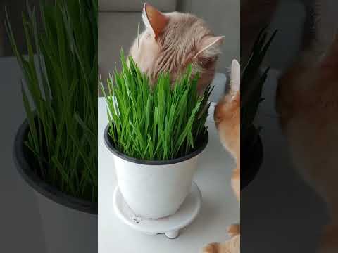 My cats enjoy grass more than anything else! (ASMR)