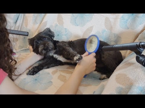 ASMR Doggo Brushing - Stroking and Brush Sounds