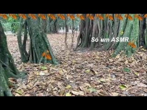 [ASMR]🍁literalmente pisando em folhas crocantes CASEIRO🍃