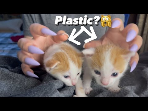 Asmr tapping on plastic kitty 😼