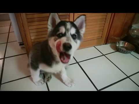 Mini Dog ASMR: Dog Food Eating Sounds