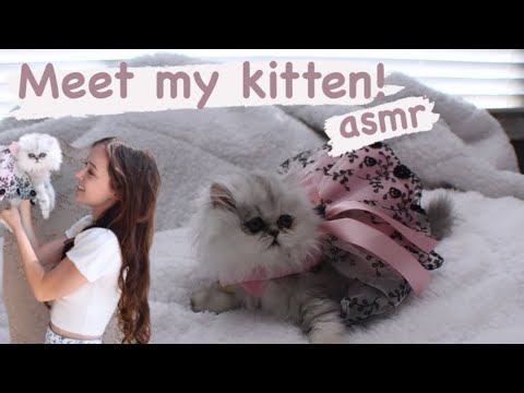 ASMR Meet My Kitten!🐱🤍