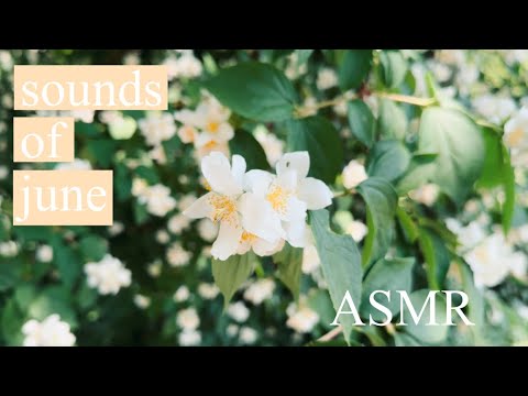 [ASMR] sounds of june 💐no talking