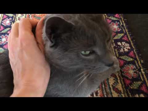 ASMR talking to and petting cats very RELAXING