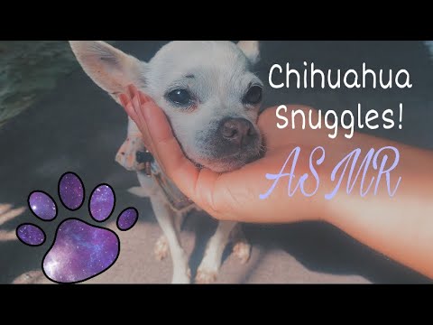 ASMR | Blissfull Morning Scratches Feat. My 3 Chihuahua’s🐾 | soft fur scratching + soft spoken