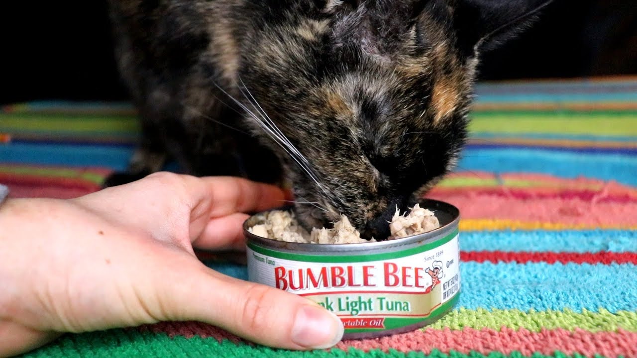 ASMR Kitty Eats Canned Tuna ~ Intense Mouth Sounds