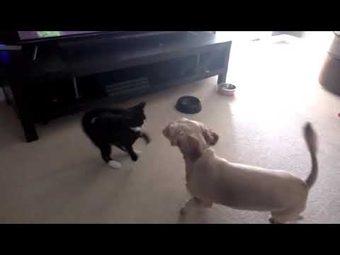 Honey and Sally, playing and chasing each other. slo motion. not asmr. just wanted to share