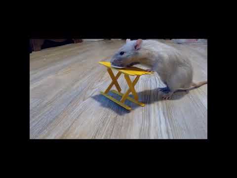 rats ATTEMPT to make asmr (chaotic)