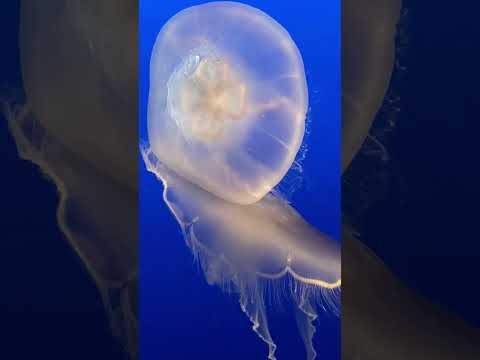 1 Minute Underwater Sea Creatures Relaxing Binaural Schumann Music
