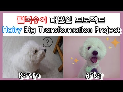 [Daily Vlog]복실복실 아기강아지 변신시키기♥my baby puppy♥애견미용pet beauty 비숑 프리제korea