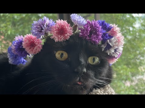 #ASMR FLOWER CROWN TUTORIAL WHISPERED DIRECTIONS/ READING POETRY ALOUD/ CAT PURRING FOR RELAXATION