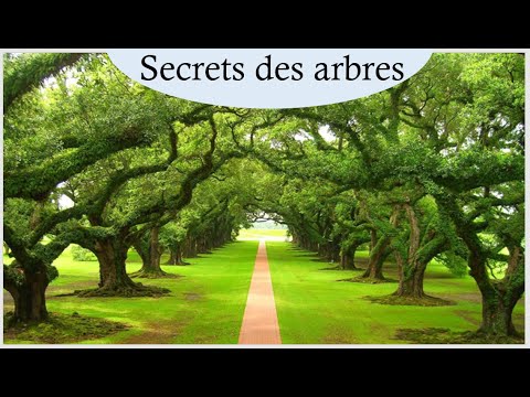 ASMR * S'inspirer de la nature et des arbres