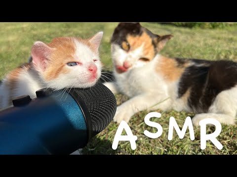 Cat ASMR in 1 minute