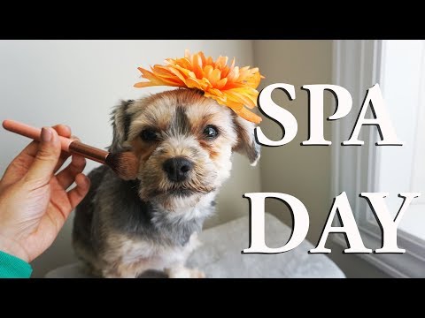 ASMR SPA DAY Pampering My Dog 🐶 Closeup Soft Speaking #DogASMR