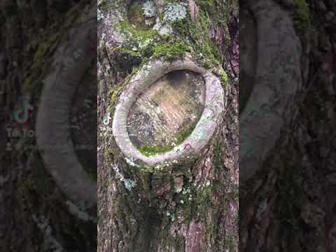 ASMR Nature Short: When do you hide? #lacewinglarvae