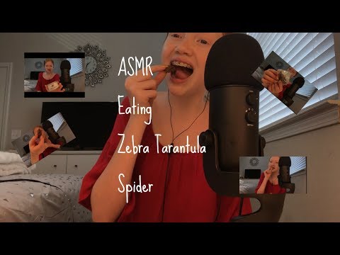 ASMR~ Yummy Zebra Tarantula SPIDER 🕷 | Crunchy Mouth Sounds