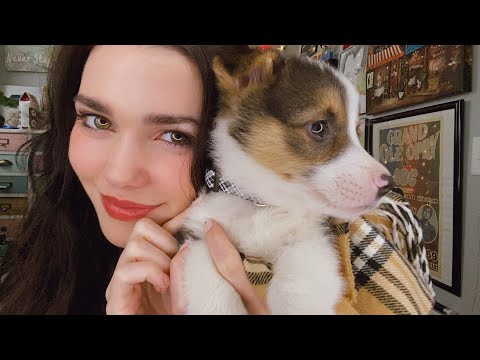 We got a Corgi Puppy! •Meet Ollie•
